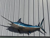 In Stock 97 Inch Blue Marlin Fish Full Mount - Side View