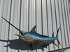 In Stock 97 Inch Blue Marlin Full Mount Replica - Head View