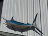 In Stock 97 Inch Blue Marlin Fish Mount - Face View