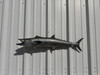 In Stock 34 Inch Kingfish Full Mount Fish Replica