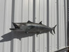 In Stock 34 Inch Kingfish Full Wall Mount Replica - Head View