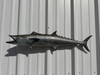 In Stock 34 Inch Kingfish Full Mount - Side View