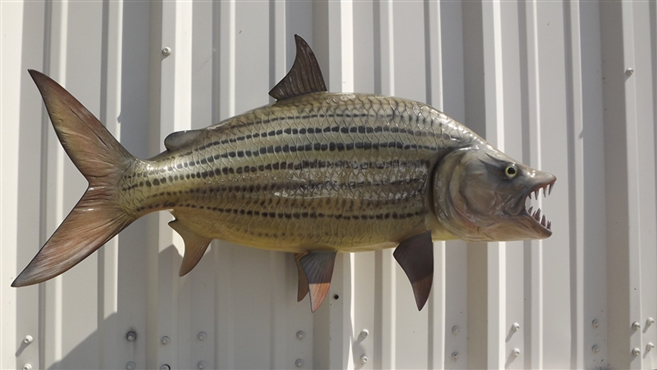 African tiger fish sales for sale