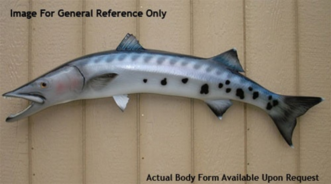 28 Inch Barracuda Fish Mount Replica Reproduction For Sale