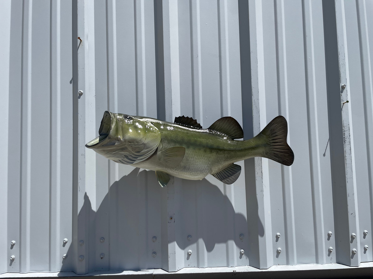 Large mouth Bass 壁掛け剥製 【公式通販】