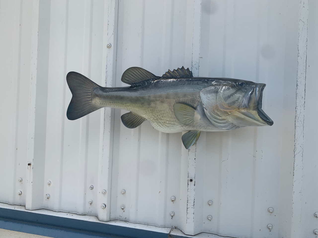 Large mouth Bass 壁掛け剥製 【公式通販】