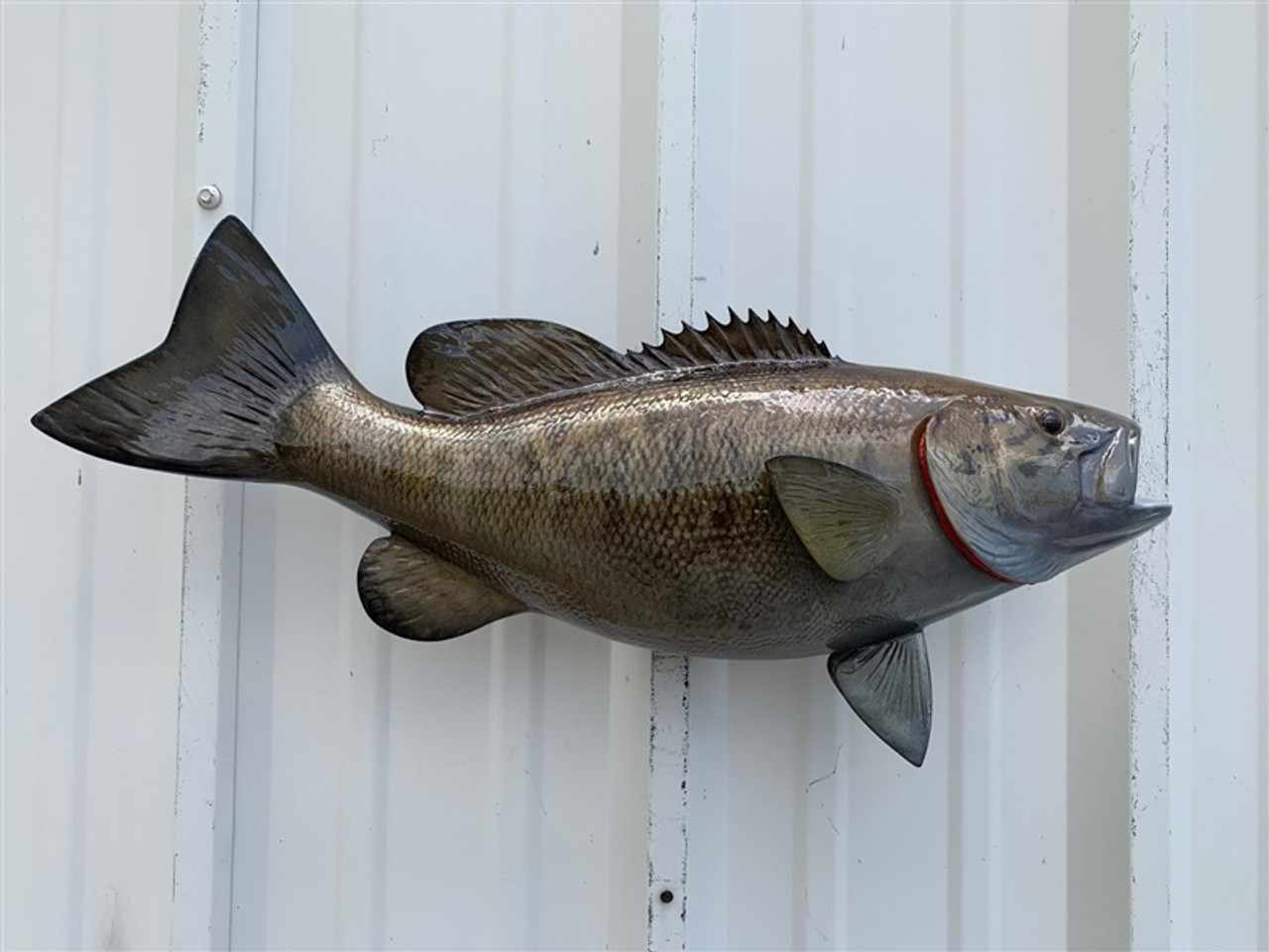 Crappie, White 16R inch Fish Mount Replica - The Fish Mount Store