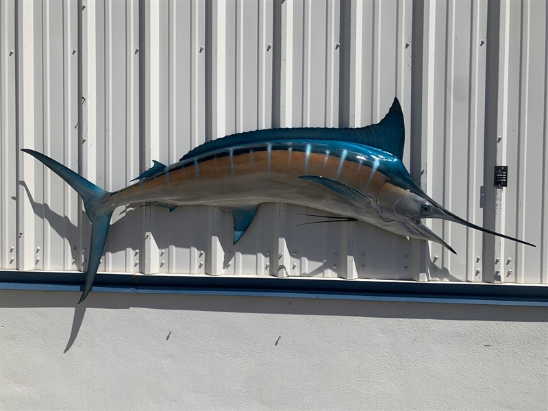 89 Inch Blue Marlin Half Sided Fish Mount Replica Reproduction