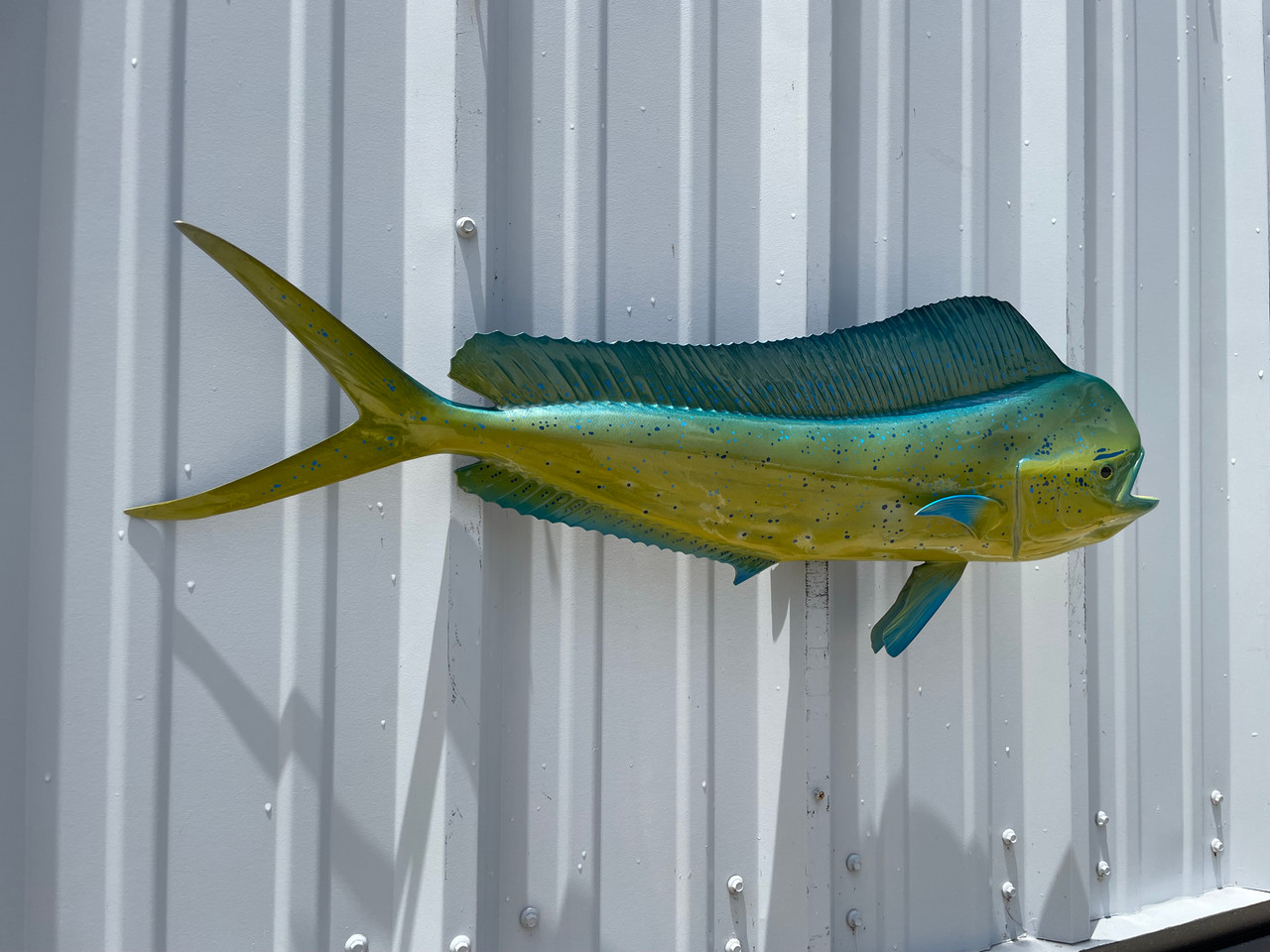 33 Inch Bull Dolphin Mount For Sale And In Stock