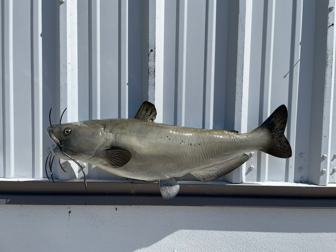 31 Inch Channel Catfish Fish Mount Replica Reproduction For Sale