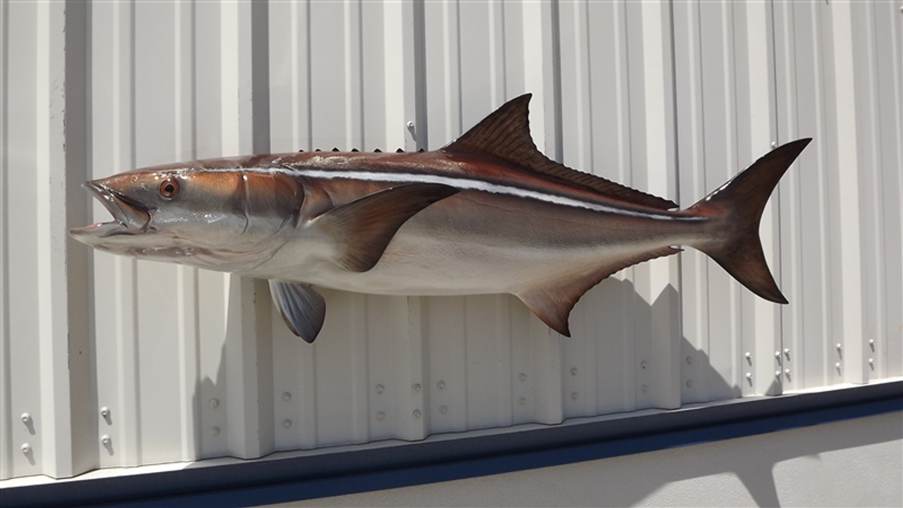 56 Cobia Full Mount