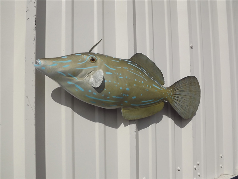 Giant Filefish 25 Inch Filefish Mount 25 Inch Filefish Full Mount 25 Inch Filefish Replica
