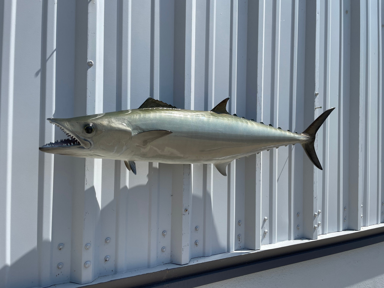 In Stock 40 Inch Kingfish Fish Mount Ready To Ship In Stock 40 Inch ...