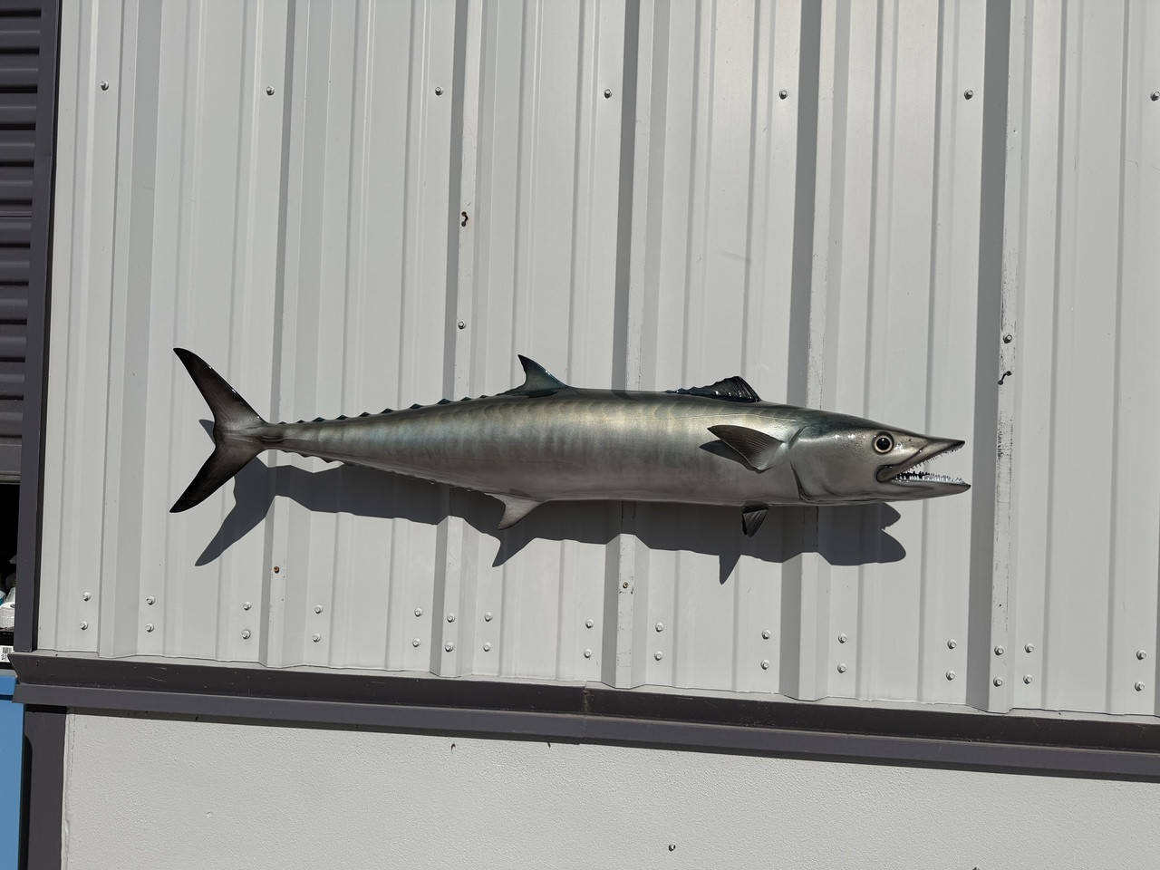 In Stock 49 Inch Kingfish Full Mount In Stock 49 Inch Kingfish Replica ...