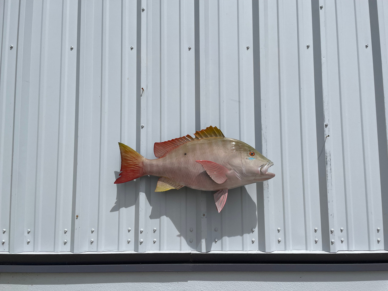 30 Inch Mutton Snapper Fish Mount 30 Inch Mutton Snapper Fish Replica