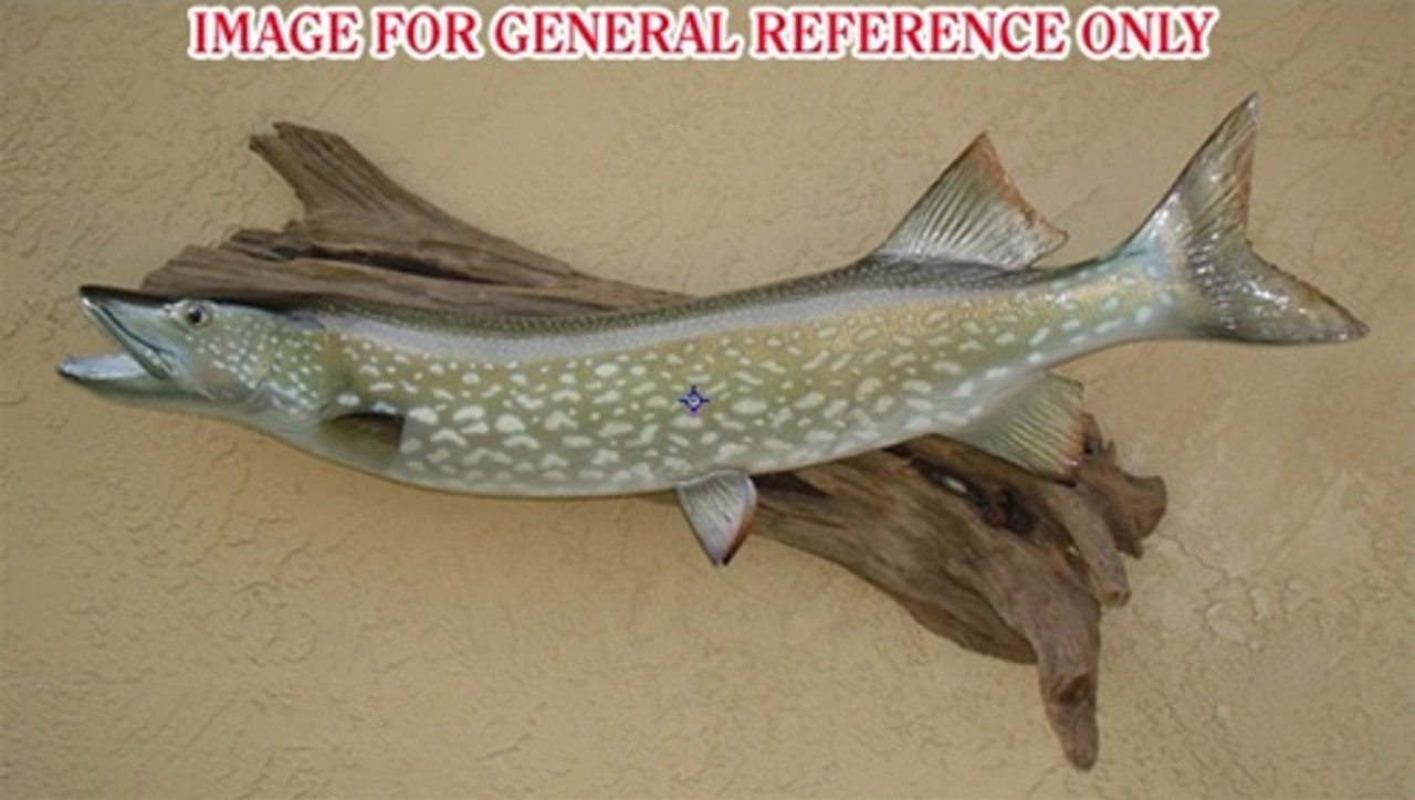 Wholesale Fish Pike - Buy Reliable Fish Pike from Fish Pike Wholesalers On  Made-in-China.com