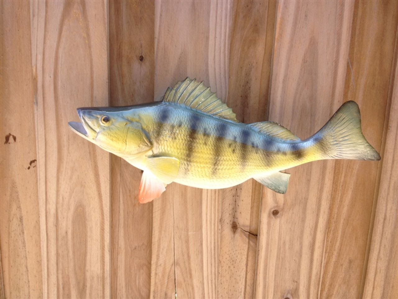 Yellow Perch Fish Mount Two Sided Wall Mount Fish Replica - 15 Inches
