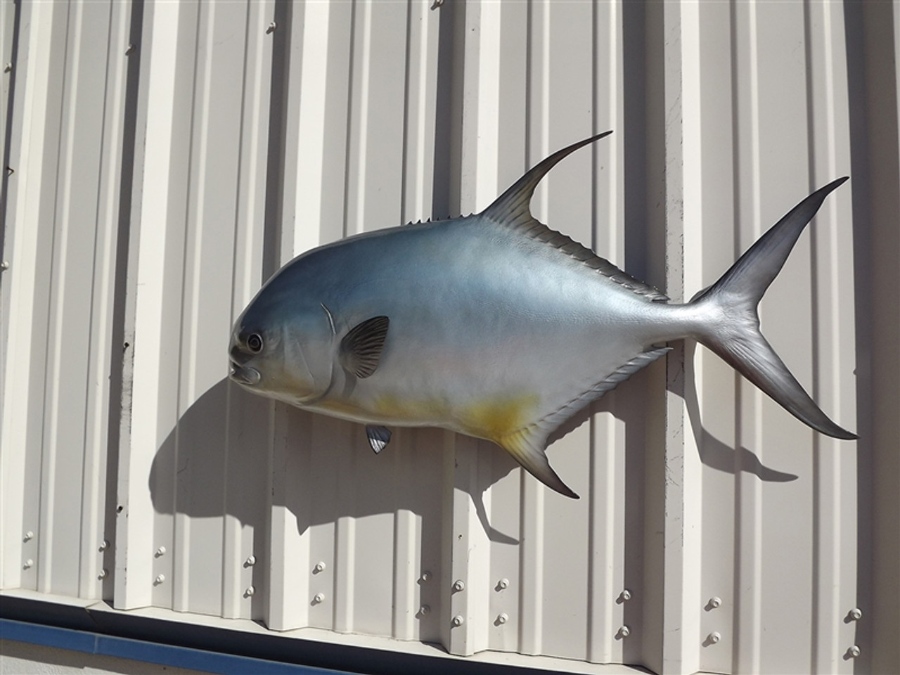Permit Fish Mount Two Sided Wall Mount Fish Replica - 34 Inches