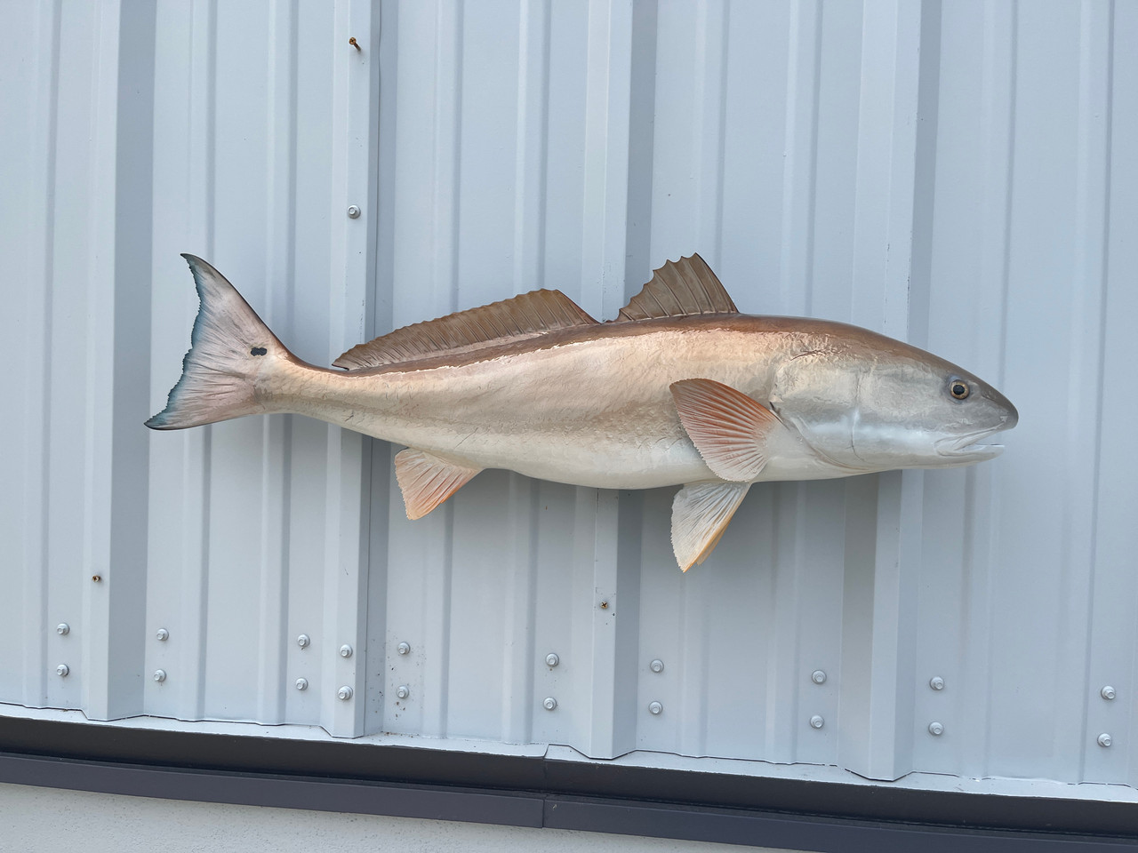 36 Inch Redfish Fish Mount Replica In Stock And For Sale