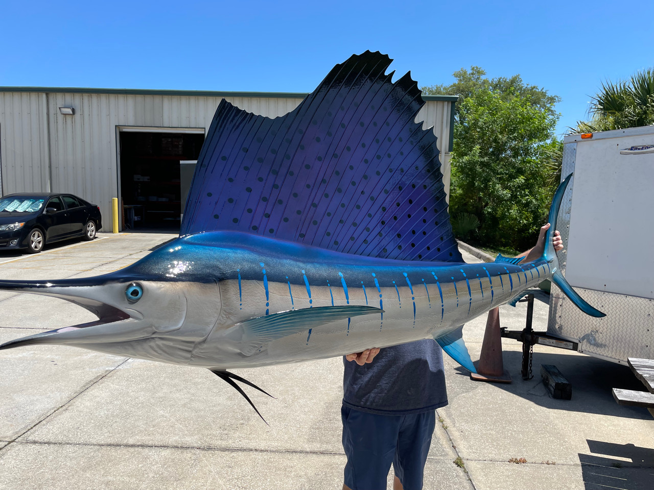 110 Inch Pacific Sailfish Fish Mount For Sale 110 Inch Pacific