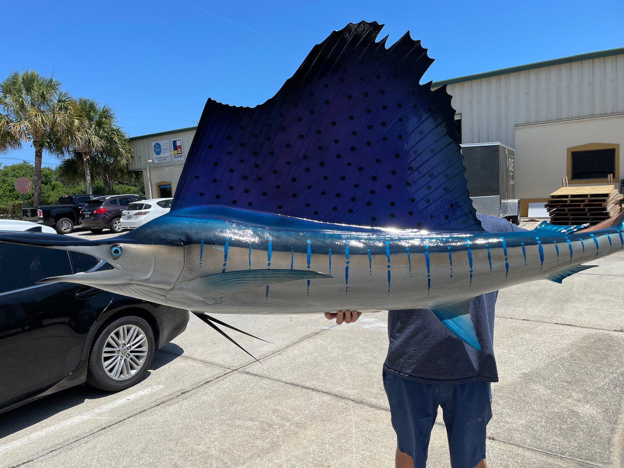 110 Inch Pacific Sailfish Fish Mount For Sale 110 Inch Pacific