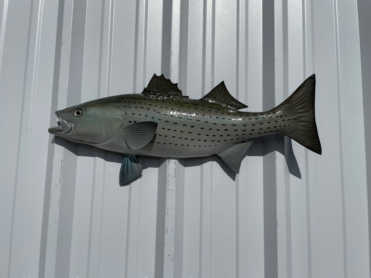 28 Striped Bass (Rockfish) Half Mount Fish Replica