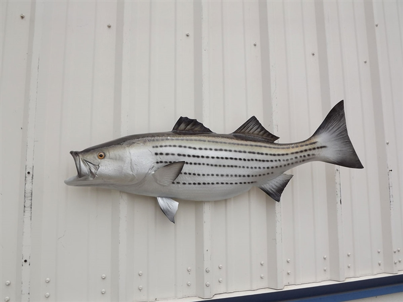 43 Inch Striped Bass Half Mount Rockfish Half Mount