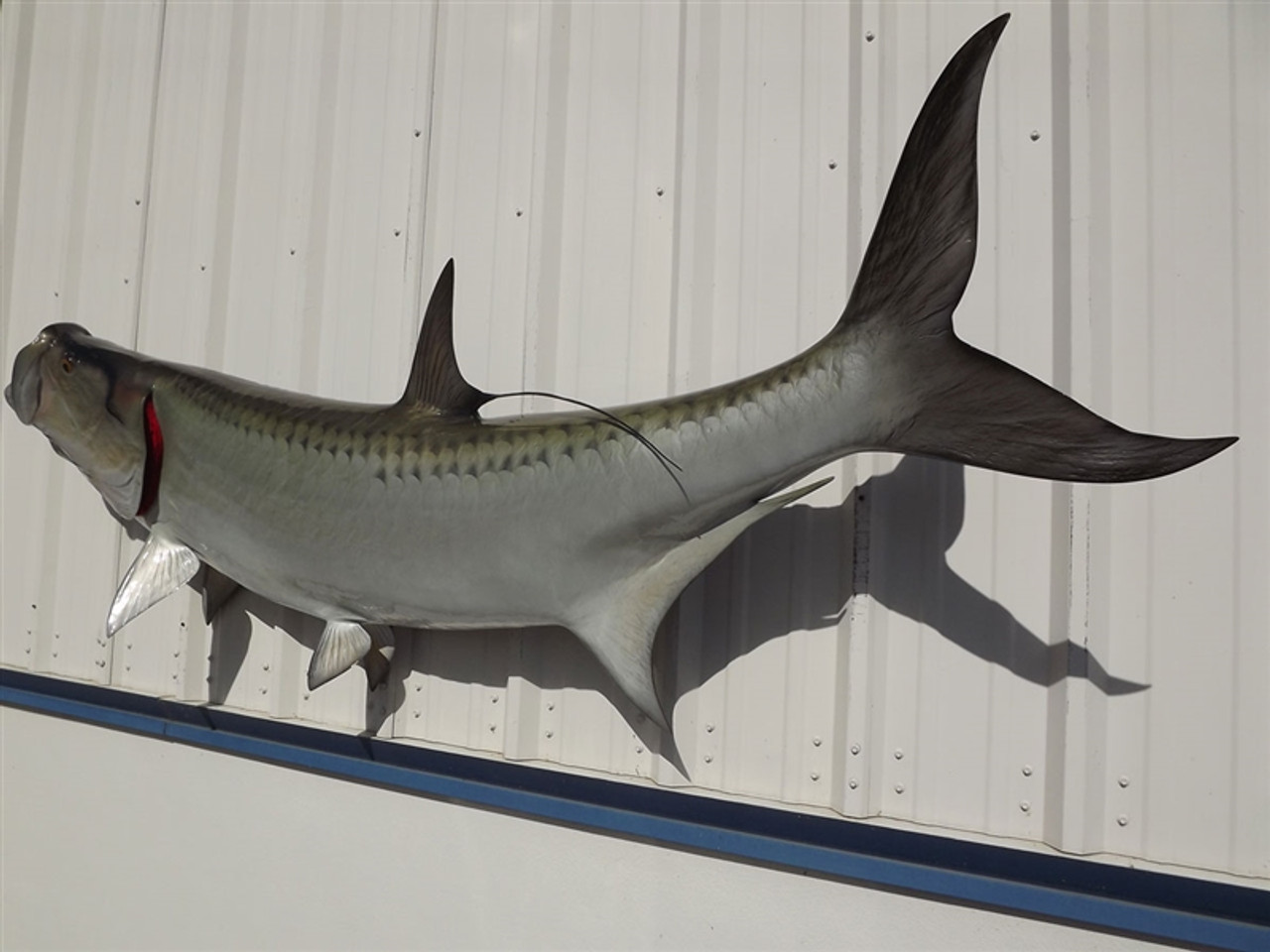 80 Inch Tarpon Fish Mount Replica Reproduction For Sale