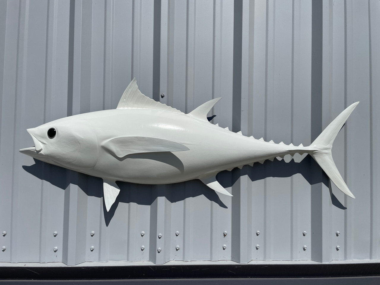 48 Inch Gloss White Bluefin Tuna Half Mount Bluefin Tuna Half