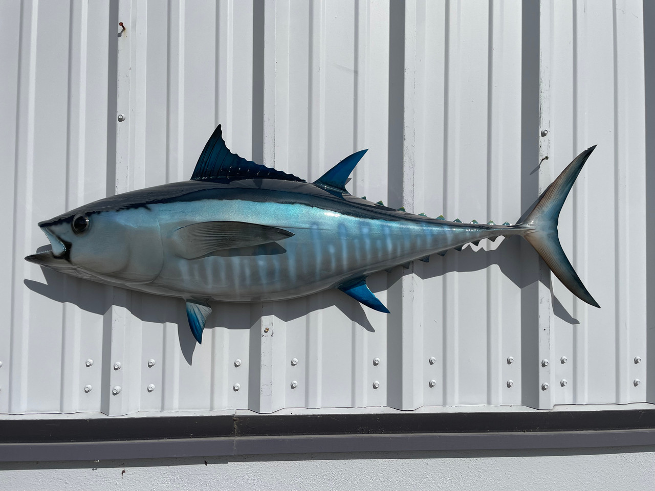 48 Inch Bluefin Tuna Half Mount Bluefin Tuna Half Sided Fish Replica