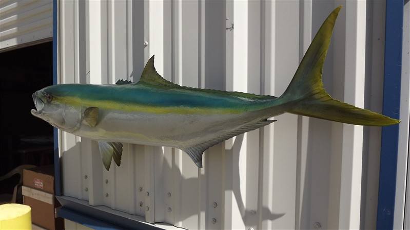 46 Inch California Yellowtail Fish Mount Replica Reproduction For Sale
