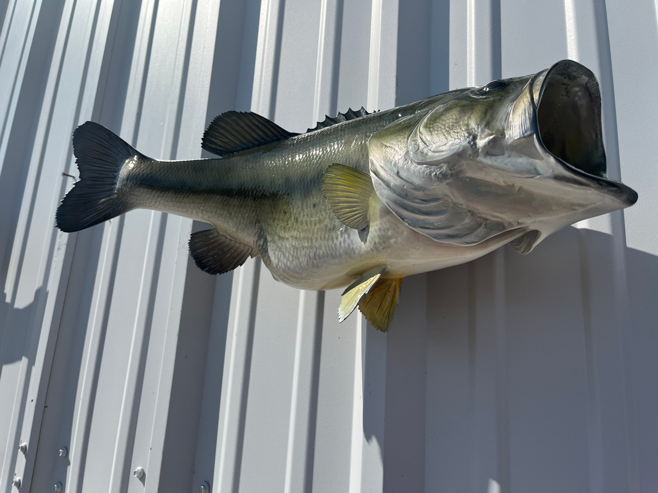 22 Inch Largemouth Bass Fish Mount Replica Facing Right