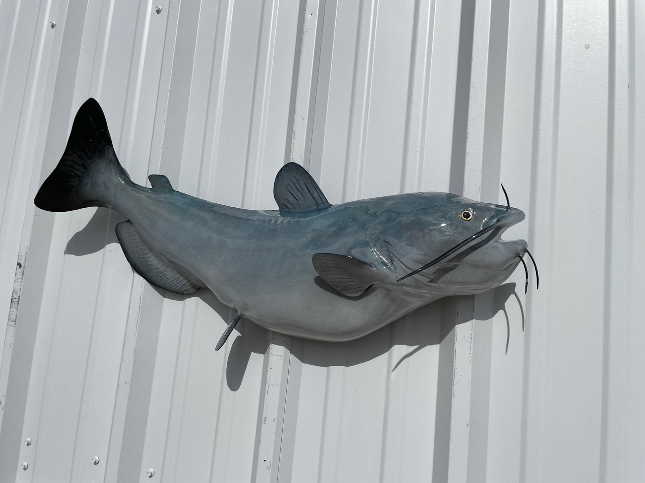 34 Inch Blue Catfish Half Sided Fish Mount Replica Reproduction