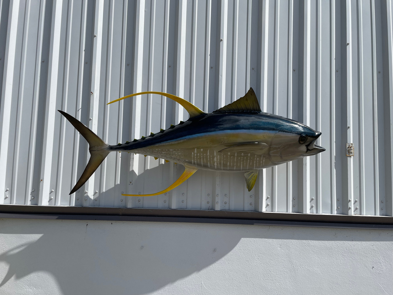 67 Inch Yellowfin Tuna Fish Mount Replica | In Stock & For Sale