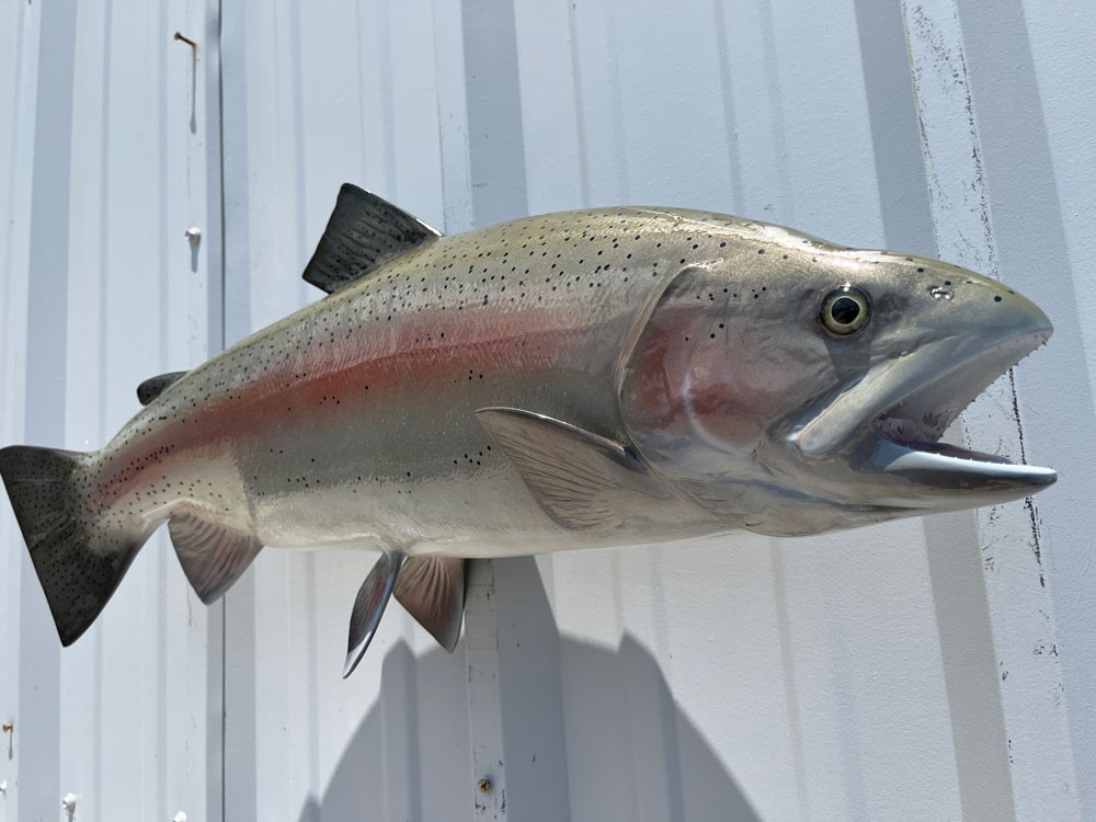 In Stock 29 Inch Rainbow Trout Full Mount In Stock 29 Inch Rainbow ...