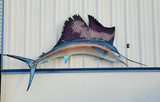 112" Pacific Sailfish Full Mount Fish Replica Customer Proofs 22070