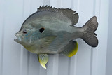 12" Bluegill Full Mount Fish Replica Customer Proofs 22945
