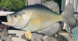 17 Inch Crappie Fish Mount Production Proofs - Invoice #21734