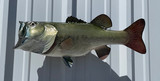 21" Largemouth Bass Full Mount Fish Replica Customer Proofs 22607