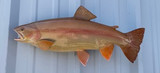 21" Palomino Trout Full Mount Fish Replica Customer Proofs 22868