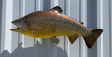 22" Brown Trout Full Mount Fish Replica Customer Proofs 22645