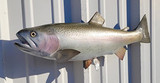 23" Rainbow Trout Full Mount Fish Replica Customer Proofs 21877