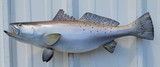 23 Inch Seatrout Fish Mount Production Proofs - Invoice #21752
