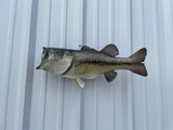 23" Largemouth Bass Full Mount Fish Replica Customer Proofs 22946