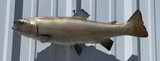 23" Rainbow Trout Full Mount Fish Replica Customer Proofs 22410