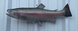 23" Rainbow Trout Full Mount Fish Replica Customer Proofs 22898