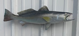 24" Seatrout Full Mount Fish Replica Customer Proofs 21988