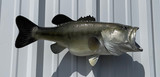 25" Largemouth Bass Full Mount Fish Replica Customer Proofs 22501