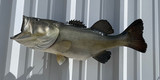 25" Largemouth Bass Full Mount Fish Replica Customer Proofs 22852