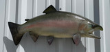 25" Rainbow Trout Full Mount Fish Replica Customer Proofs 22663